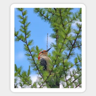Michigan Red-Bellied Woodpecker Sticker